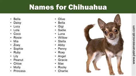 Names For Chihuahua Cute Funny Badass Males And Female Pet Names Vocab