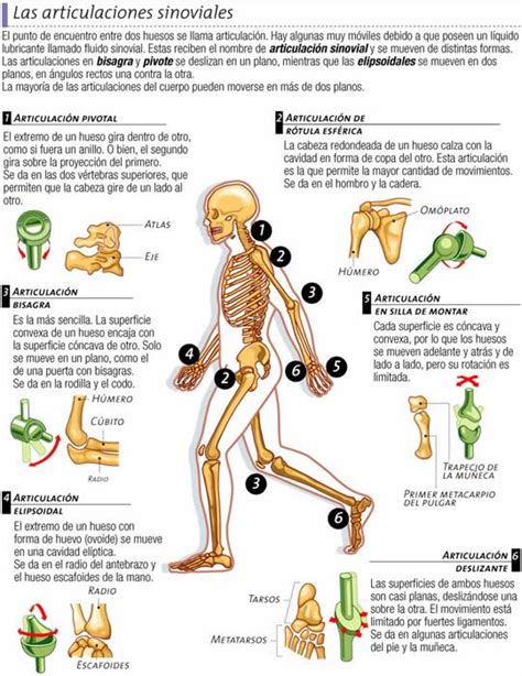 Biolog A Did Ctica Las Articulaciones