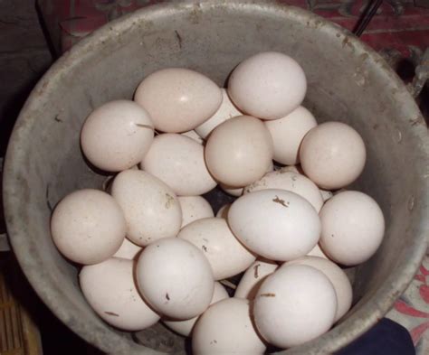 Ciri Ciri Telur Ayam Akan Menetas Merpatipedia