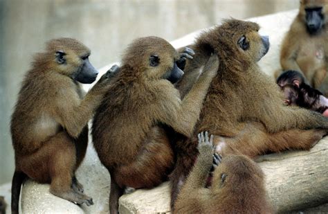 Panic As 52 Baboons Escape From Their Enclosure At Paris Zoo
