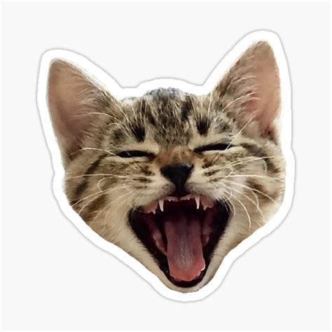 Cute Kitten Laughing Yawning Cat Meme Sticker For Sale By