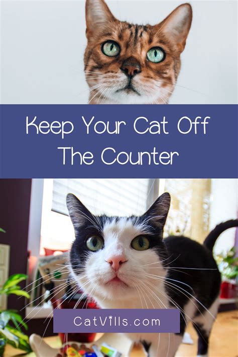 Spray these oils safely around your home, which will naturally deodorize pet odors while keeping cats off counter tops, plants or other areas. Keeping Cats off the Counter in 4 Easy Steps in 2020 | Cats, Cats and kittens, Cat owners