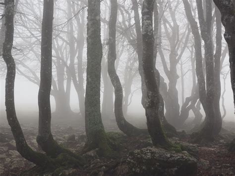 Free Images Nature Wilderness Branch Fog Mist Sunlight Mystical