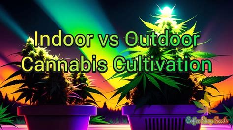 Indoor Vs Outdoor Cannabis Cultivation A Comprehensive Comparison Guide