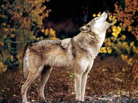 Photos of Wolfs | Animals