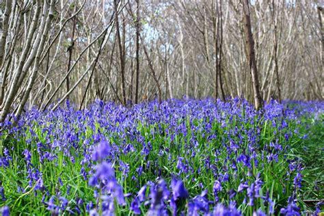 A Bluebell Wood In Dorset Silent Earth