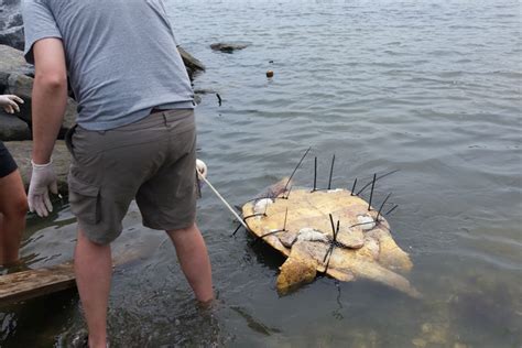 Researchers Release Frankenturtles Into Chesapeake Bay William And Mary