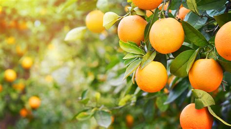 Varieties of sweet orange arise through mutations. Citrusbomen | Oh'Green