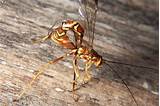 Images of Zinc Tipped Wasp