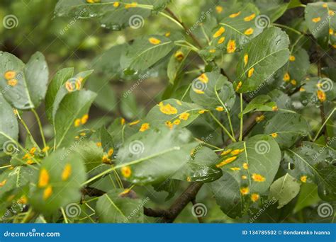 Orange Disease Spots On A Fruit Tree Leaves Agrocultural Disease Stock