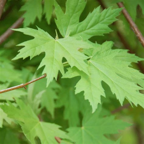 Silver Maple Silver Cloud Arbor Nursery