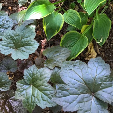 Coral Bells And Hosta Plant Leaves Plants Coral Bells