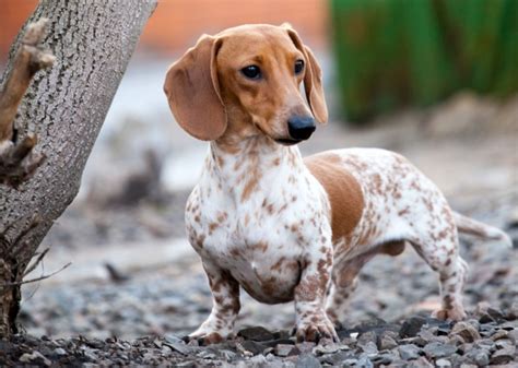 Complete Dachshund Dog Breed Information Four Paw Square