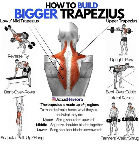 How To Build Bigger Trapezius Trapezius Workout Traps Workout Traps