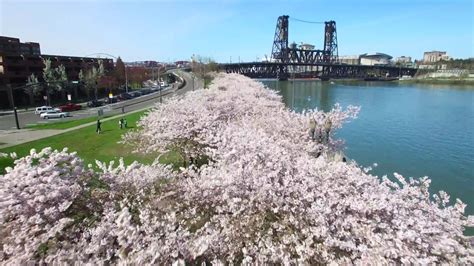 Portland Oregon Cherry Blossoms Beautiful Aerial Youtube