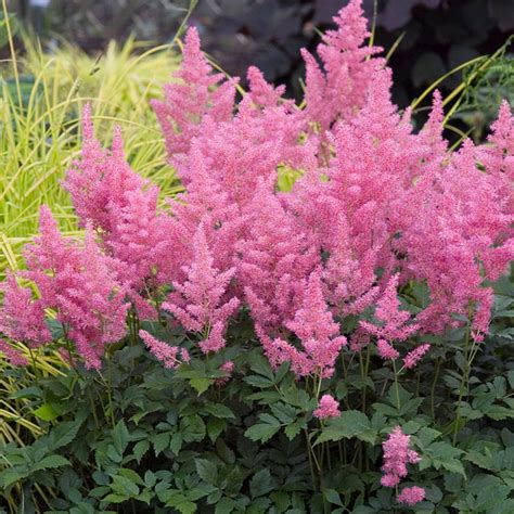 Pink Astilbe For Sale Perennials Shade Perennials Shade Plants