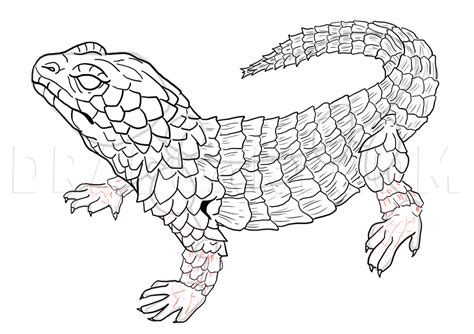 How To Draw Lizards Coloring Page Trace Drawing
