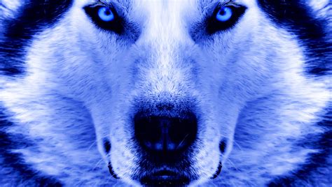 Wallpaper Animals Sky Closeup Blue Wildlife Wolf Fur Nose