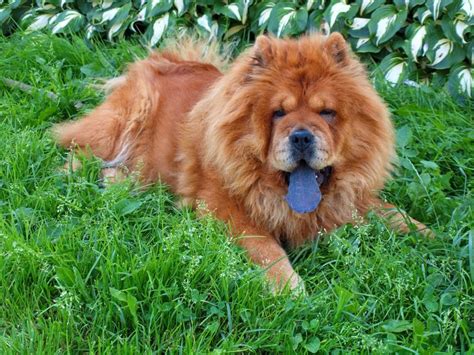 20 Chow Chow Mixed Breeds Distinguished Doggos