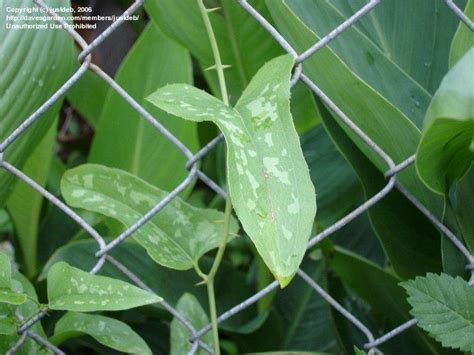 Plant Identification Closed Thorny Vine 1 By Justdeb