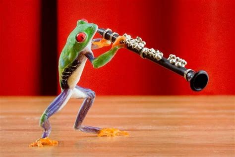 Clarinet Frog Clarinet Music Musical Instrument Humor Photo 2500