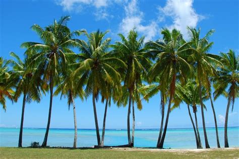Palm Tree Background ·① Download Free Hd Backgrounds For