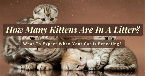 How Many Kittens Are In A Litter What To Expect When Your Cat Is
