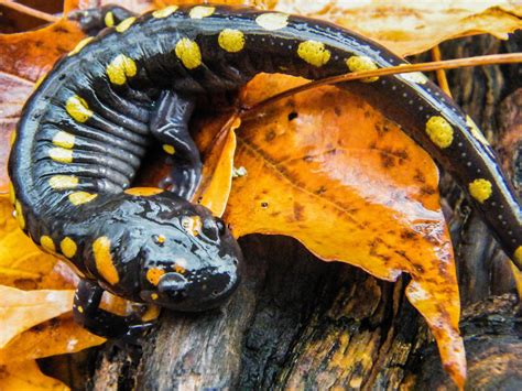 Yellow Spotted Salamander High Quality Animal Stock Photos Creative