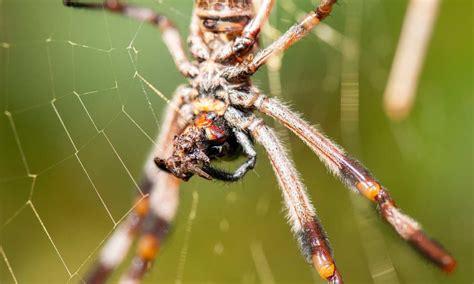 How Do Spiders Make Silk