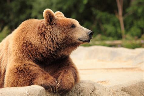 Do Bears Really Like Honey