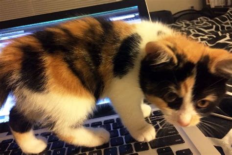 8 questions about calico cats — answered catster