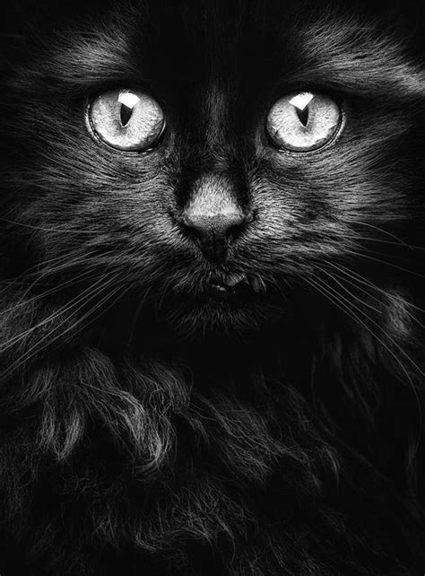 Portrait Photography By Aleksander Smid Black Cat Cat Photography Cats