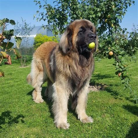 The 15 Cutest Leonbergers You Have Ever Seen Petpress Leonberger