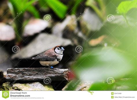 Das einzugsgebiet reicht heute von gera bis gronau. Eulen-Fink-Vogel stockfoto. Bild von tanager, vogel ...