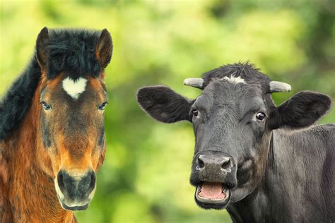 Richard Decker Allegedly Seeks Sex With Animals Threatens Farmers