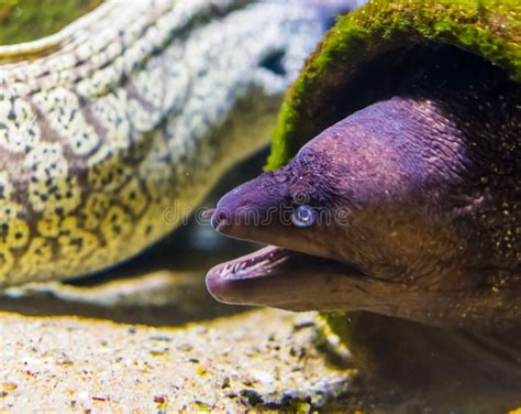 Purple Eel Animal Stock Photos Free And Royalty Free Stock Photos From
