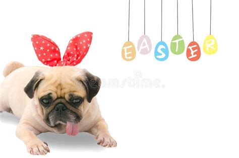 Happy Easter Pug Wearing Easter Rabbit Bunny Ears Sitting With Pastel