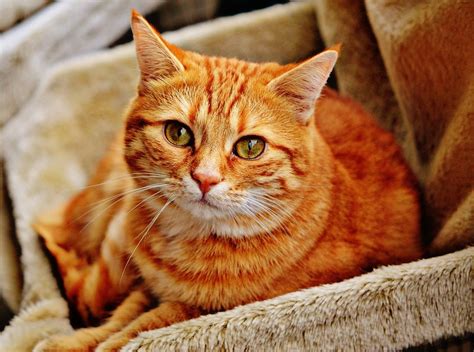 Rspca Received Over 2200 Calls To Its Cruelty Line About Cat Concerns