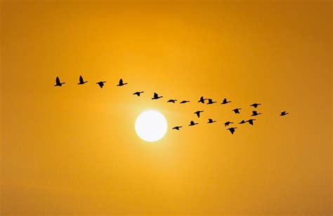 Где пьют птицы летящие через Сахару Описание фото и видео Как и