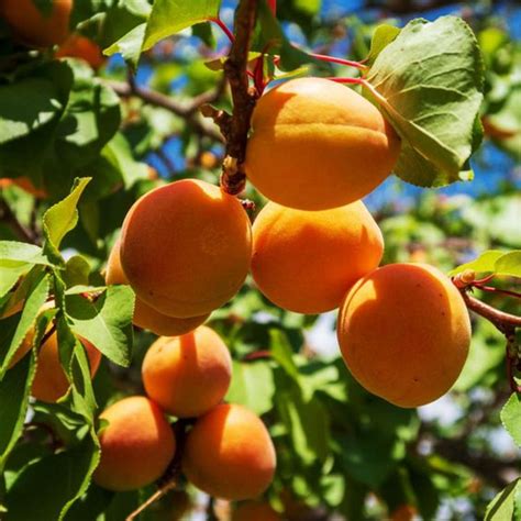 Now Is The Time To Plant Fruit Trees You Pick One Of The Fastest