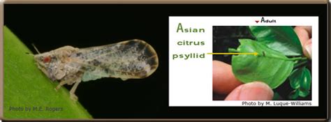 Cdfa Citrus Acp Asian Citrus Psyllid Profile