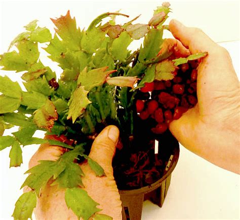 For me watering my indoor christmas cactus every other week. Repotting Christmas Cactus into Hydroponics