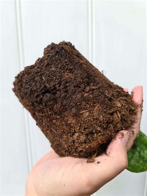 Peat Moss A How To Guide — Verdant Dwellings