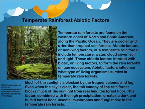 Ppt Temperate Rainforest Powerpoint Presentation Id2315233
