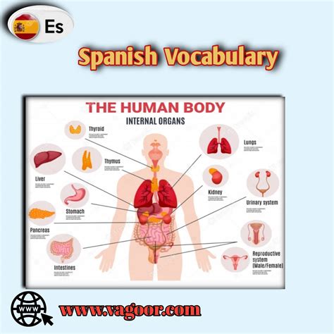 Learn Spanish Vocabulary Human Body Lesson Vagoor
