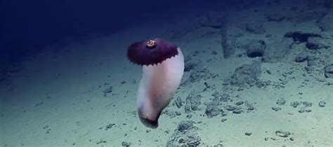 Lots Of Awesome Purple Deep Sea Creatures Have Been Discovered This