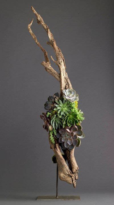 Raoul petretta, 23, italya fc basel 1893, 2016'den beri sol bek piyasa değeri: Driftwood + Succulents by alexandra.petretta | Plants ...