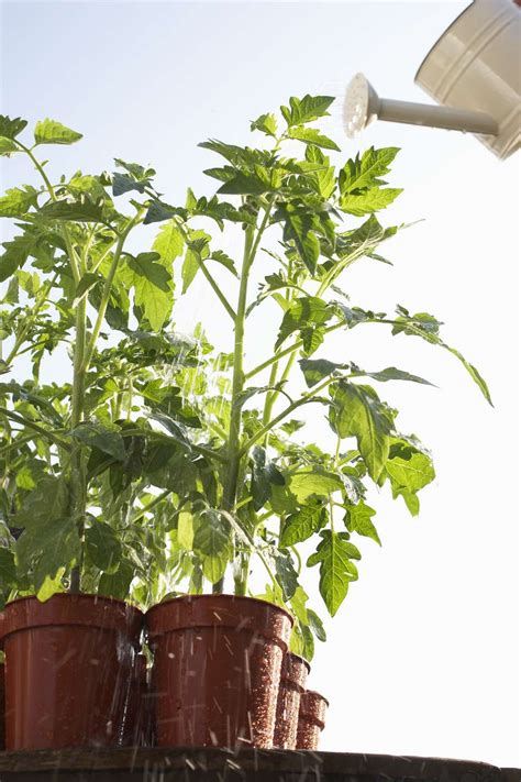 Tips For Growing Tomatoes In Containers