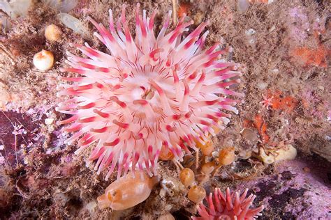 Northern Red Anemone Gulf Of Maine Photograph By Andrew J Martinez