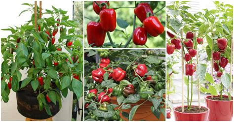 How To Grow And Care For Bell Peppers In Containers